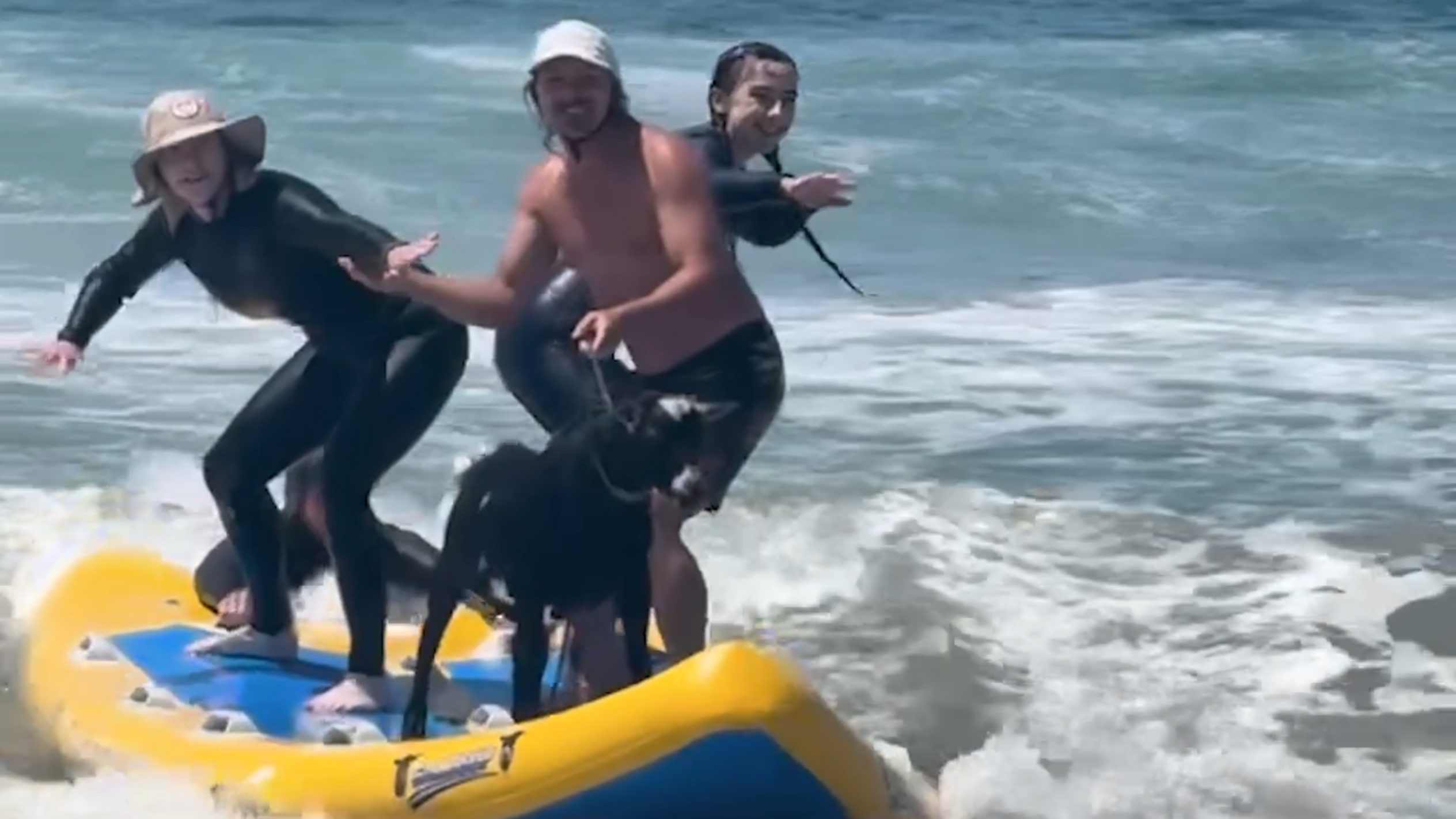 Watch Bro the surfing goat ride the waves in Pismo Beach