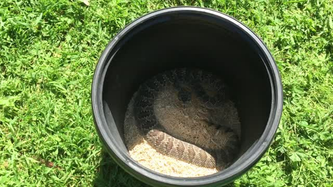 Rattlesnake training helps dogs avoid bites