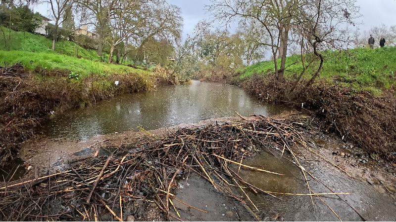 See beaver dam on Modesto's Dry Creek
