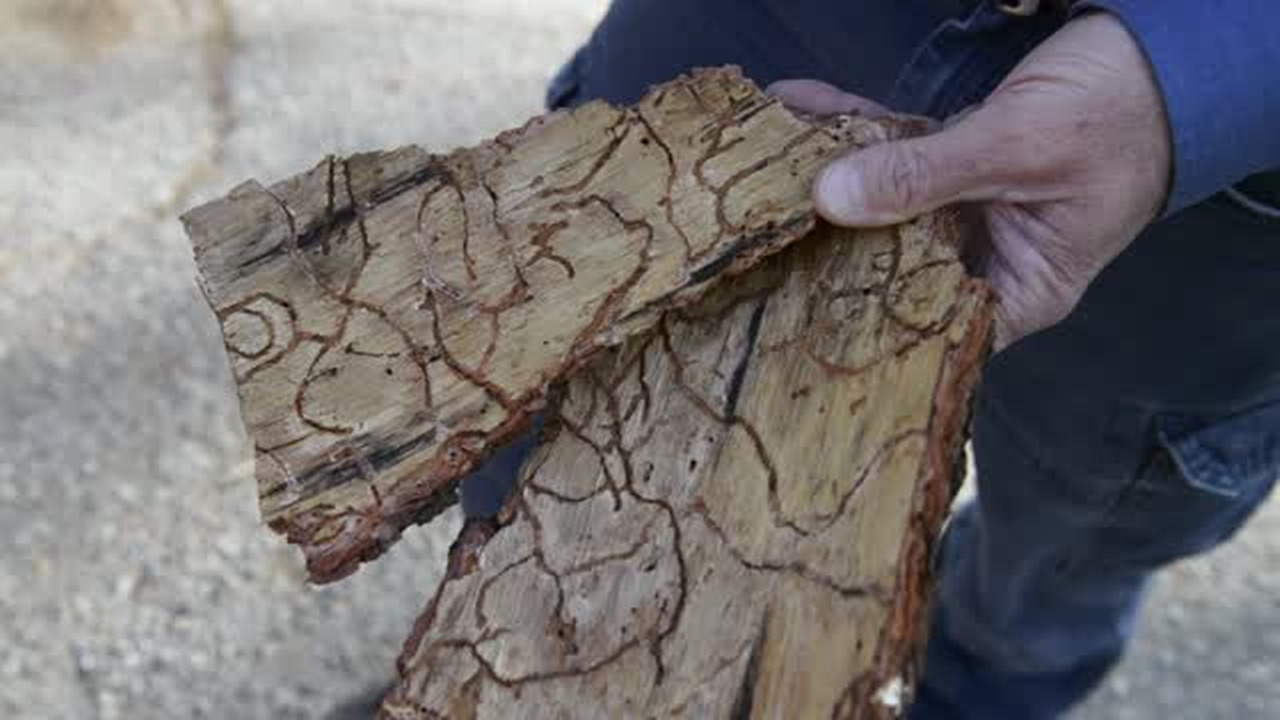 Drought-related bark beetle scourge causing ‘catastrophic’ damage to Sierra trees