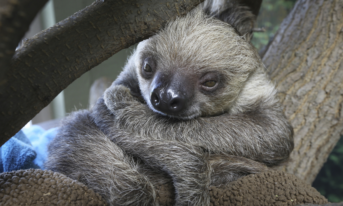 New sloth exhibit allows visitors to get up-close and personal