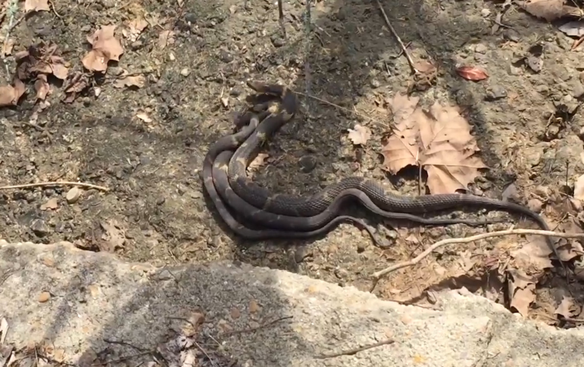 Watch three water snakes synchronize their slithering