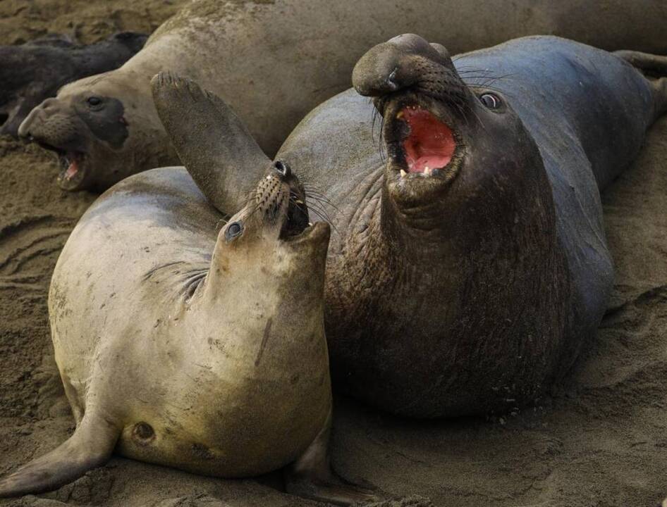 Elephant seals returning to Piedras Blancas this fall after annual migration