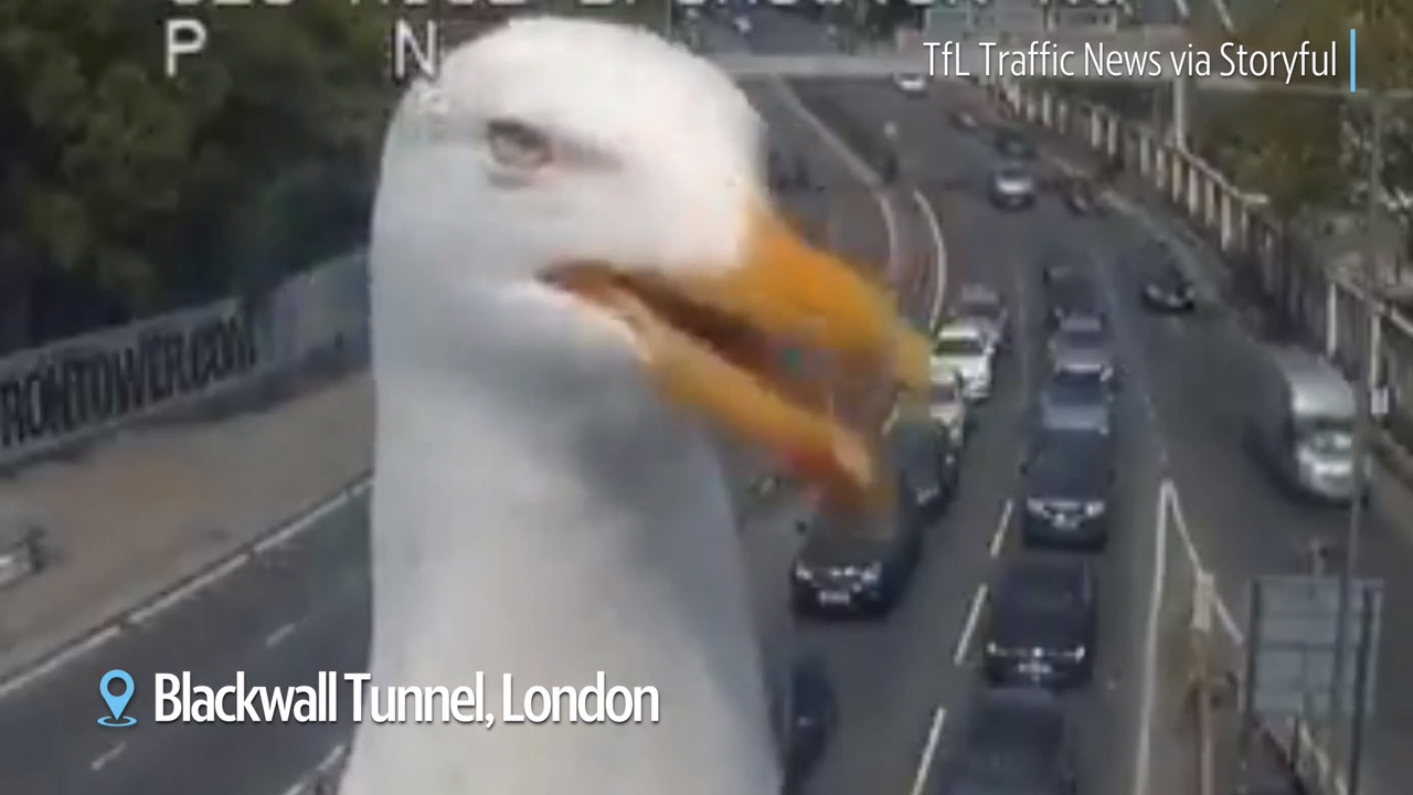 Seagull delivers live ‘report’ on London traffic camera