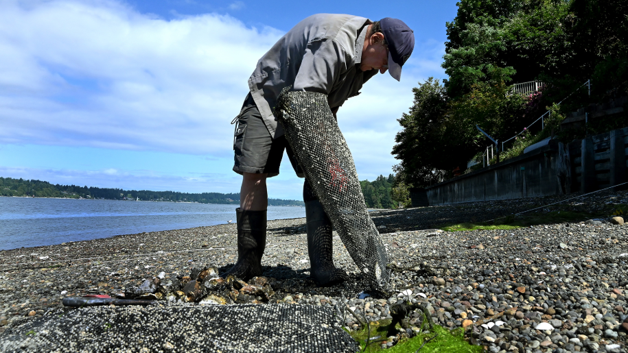 Olympia Oyster Seed Planting Project helps oysters  clean south Puget Sound