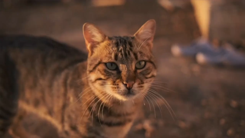 How to tell the difference between stray and feral cats