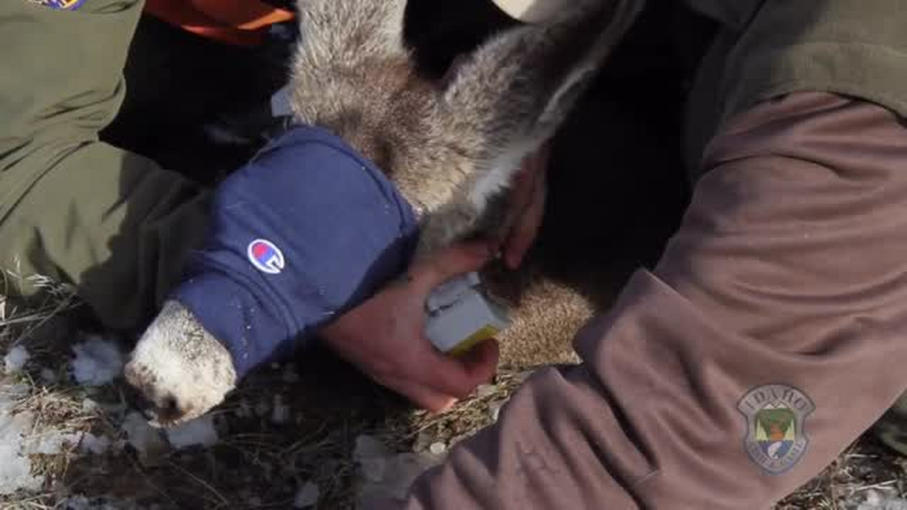 Idaho’s mule deer fawns died at 2nd-highest rate in 19 years; elk fared better