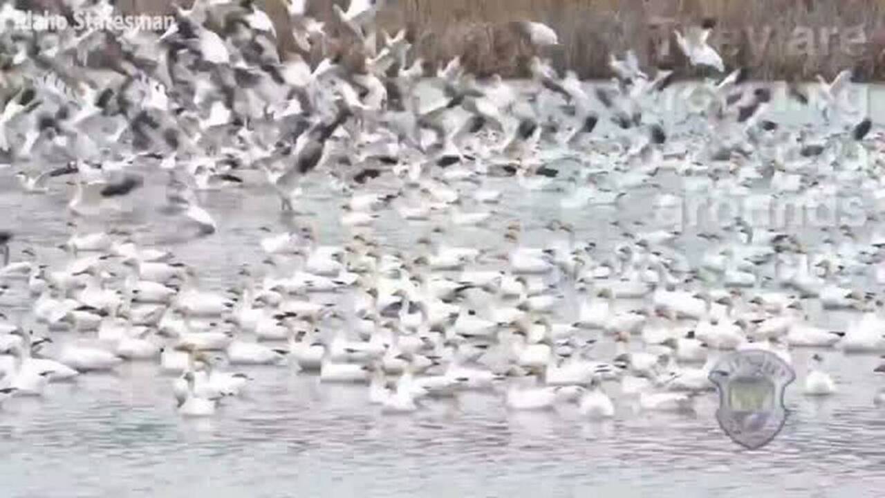 Flooding restricts hunting access to Fort Boise WMA, but viewing platform is open