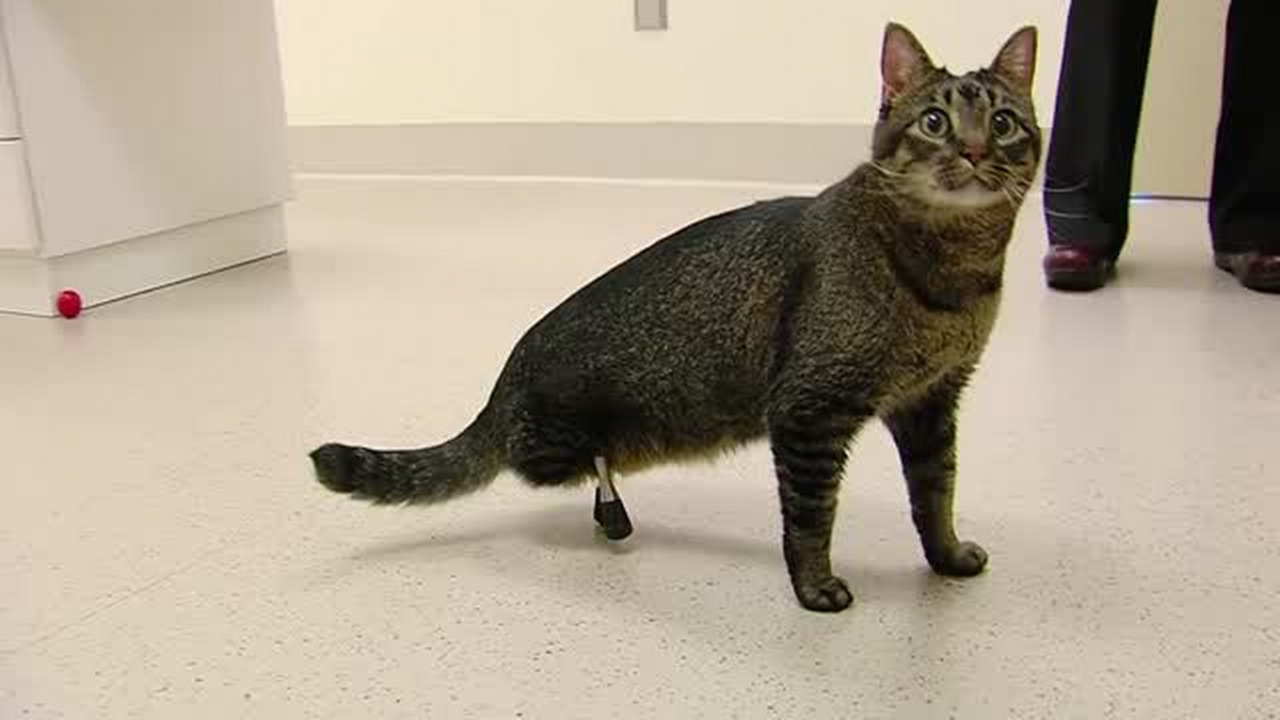 Video: Vincent the cat gets very rare prosthetic legs
