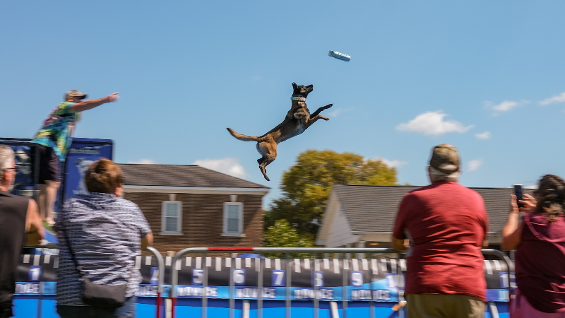 Watch as dock dogs catch big air at Conway Sportsman's Expo