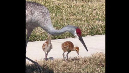 Sandhill Crane Mama and Babies
