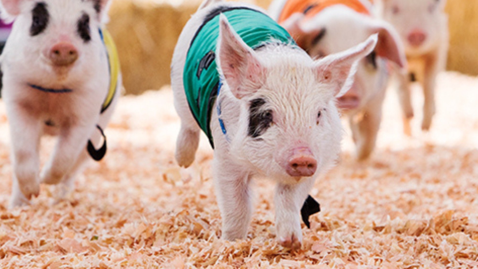 Puyallup's Spring Fair opens its doors for two weeks