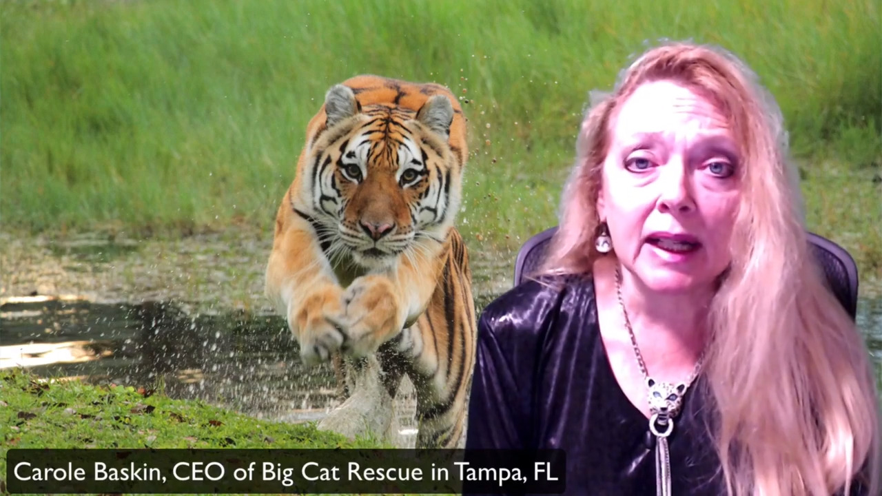 How Big Cat Rescue is keeping tigers, lions safe during COVID-19