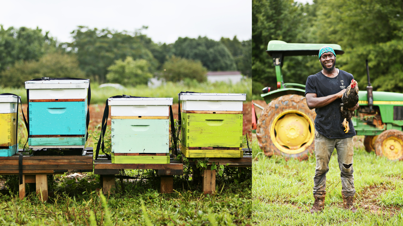 Young African American men raise food, bees and self-confidence at Sankofa Farms