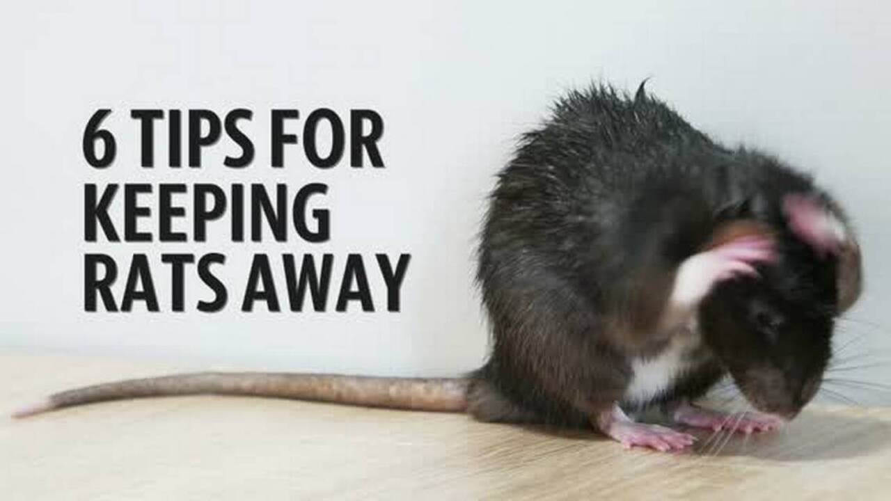 Rat sightings on the rise in Tri-Cities. How to keep them away