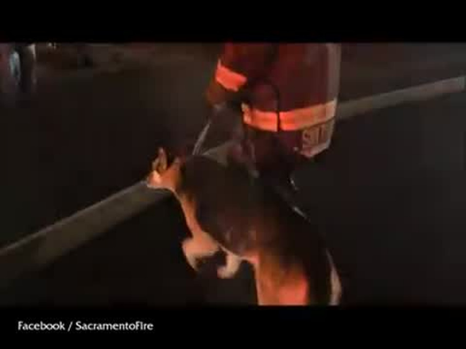 Firefighters rescue dog from inside burning South Sacramento house ...