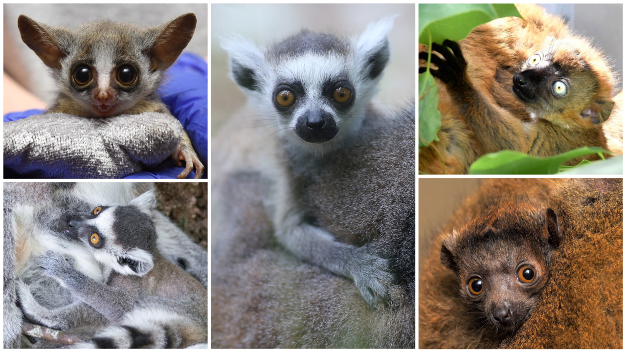 The Duke Lemur Center introduces five new infants