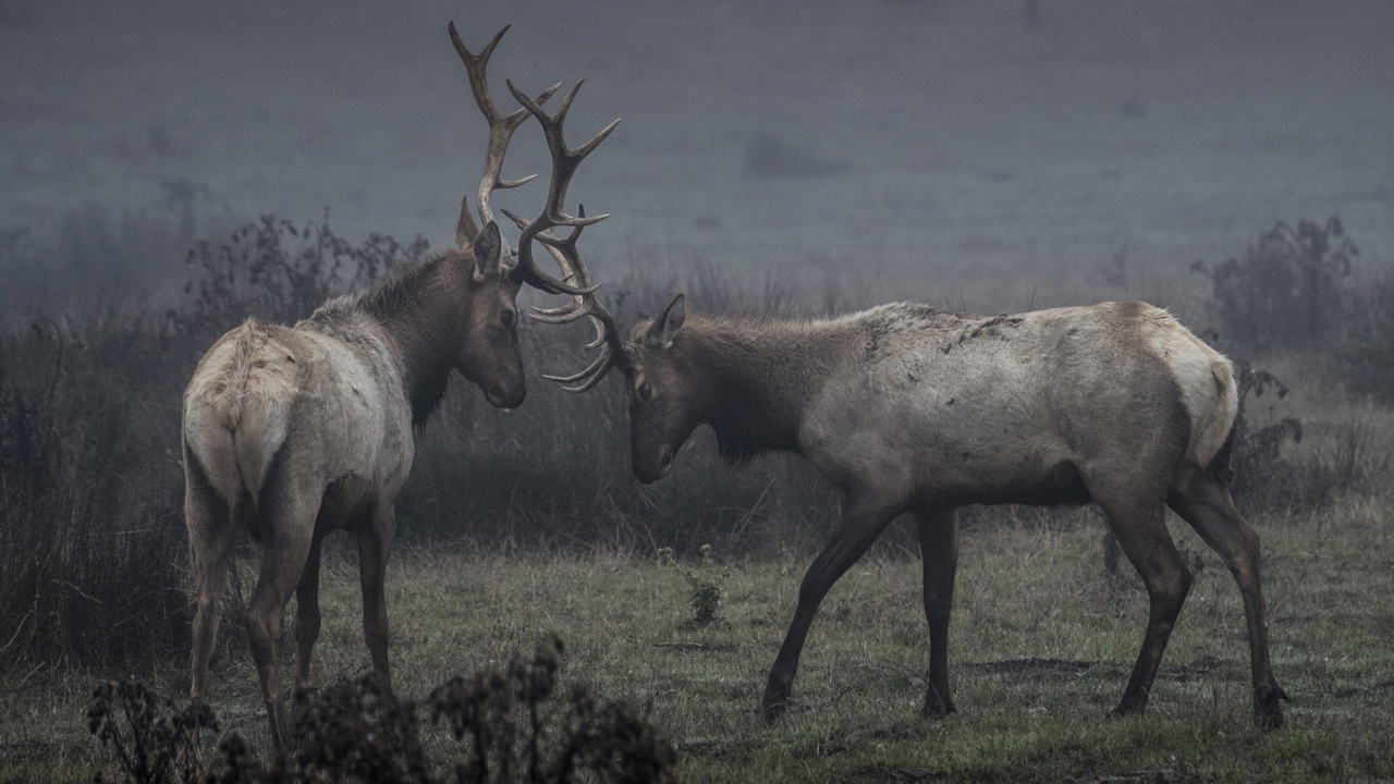 Here’s why they might start killing tule elk at Pt. Reyes