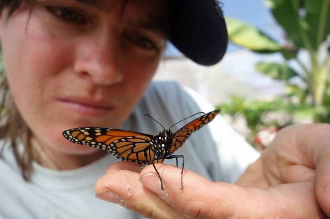 Rare butterfly found in Kansas City: A ghost or genetic anomaly?