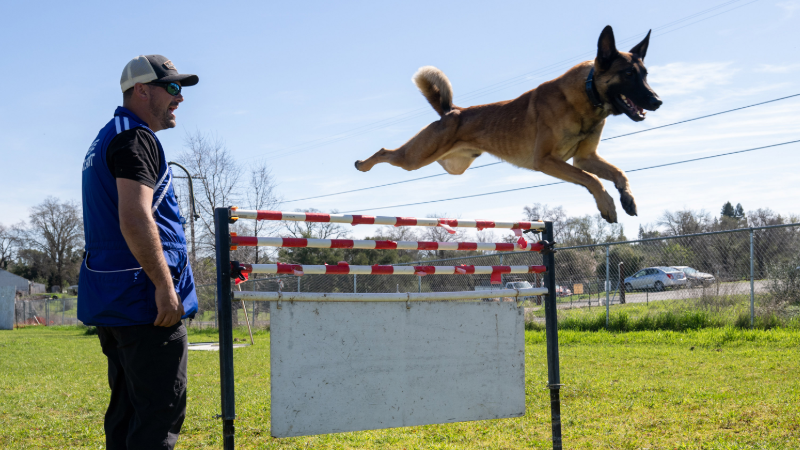 See Sacramento dog trainers practice the skills of French ring sport