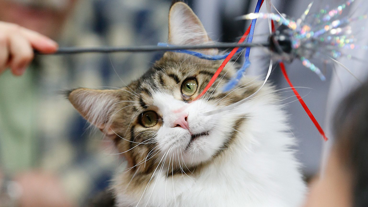 Photographer makes living with cat portraits