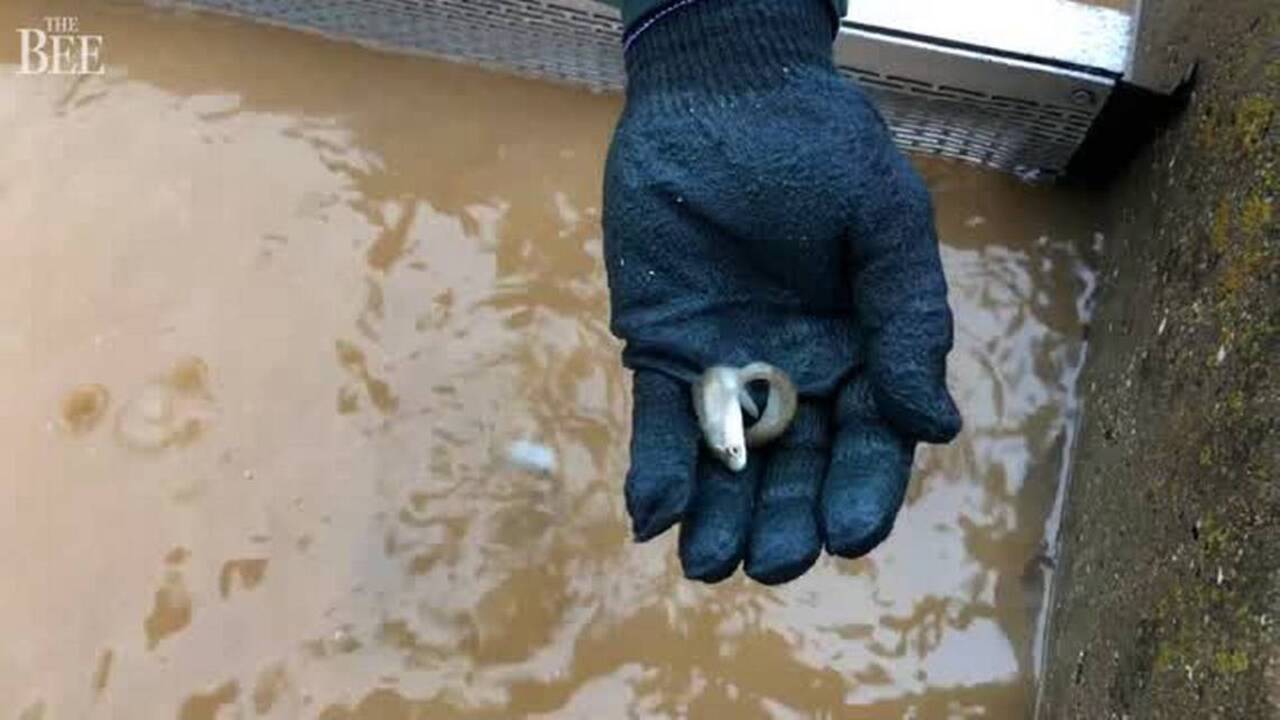 Hatchery mishap kills 300,000 baby salmon. What will this mean for California fishermen?