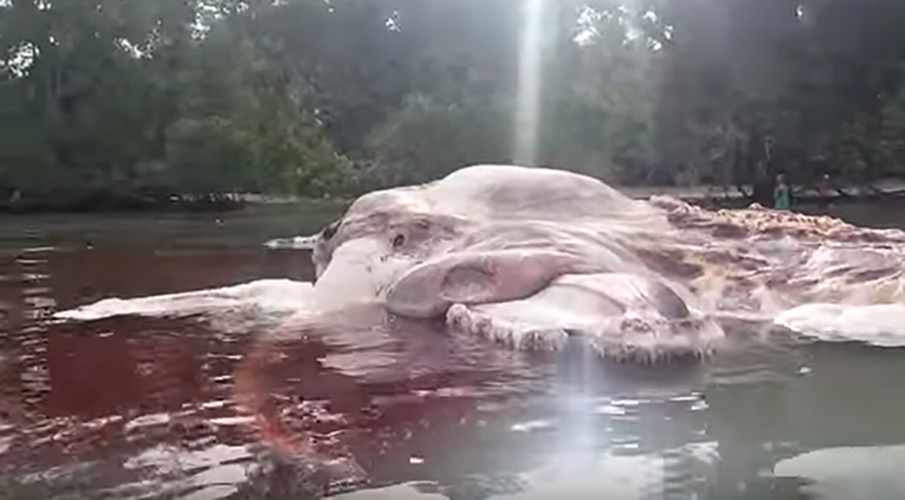 Massive sea creature washes up on Indonesian beach