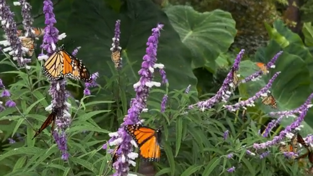 Monarch butterflies stop in Kansas