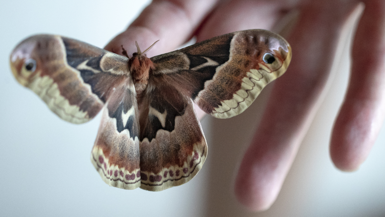 New cafe has live butterflies, moths and caterpillars