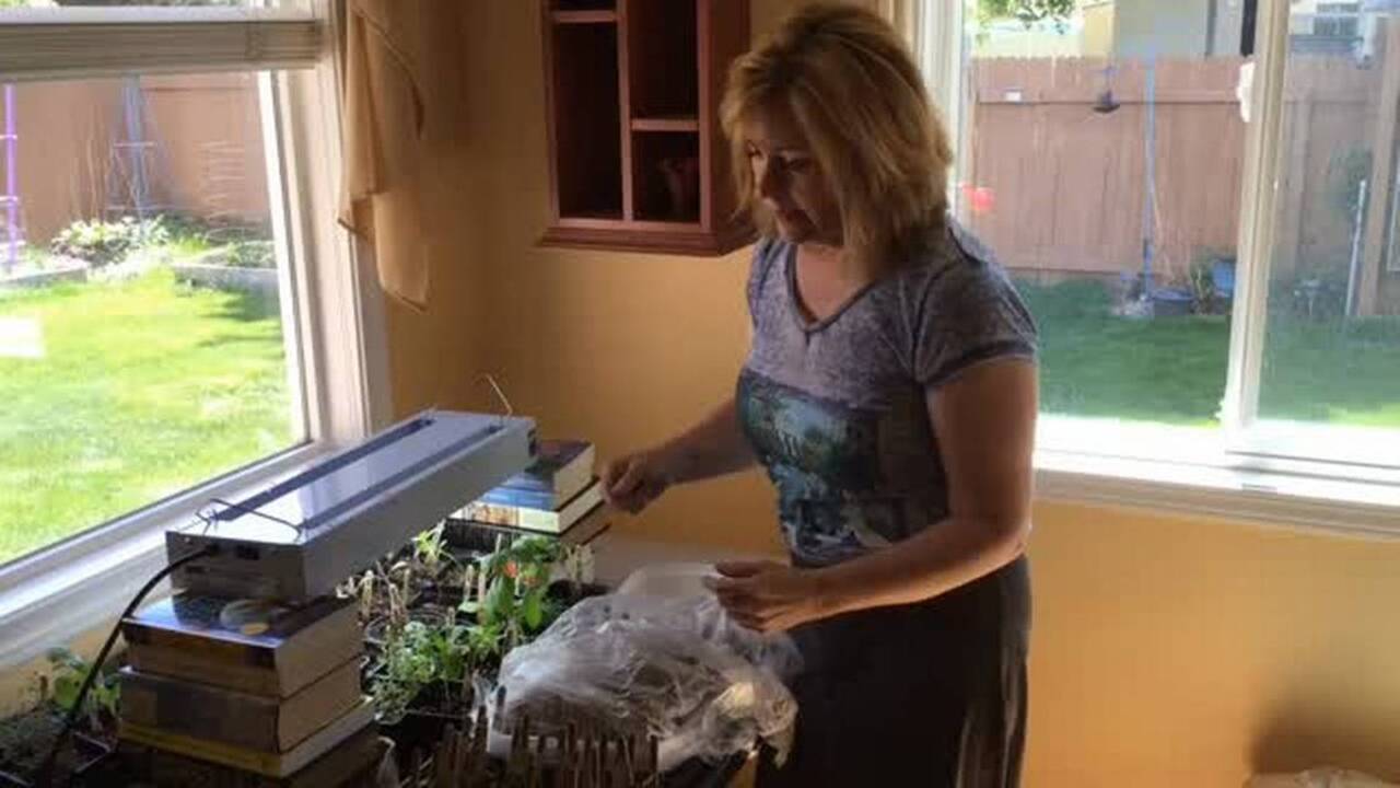 Dig In video series: Petting young plants preps them for life outdoors