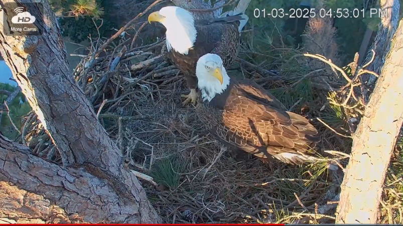Eagle cam video shows when George and Gracie have their first egg of 2025