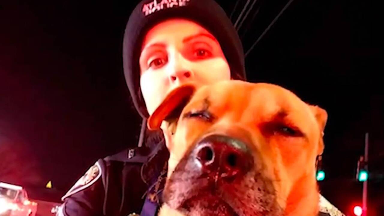 This dog was saved by police from a burning apartment. He now has a name to prove it