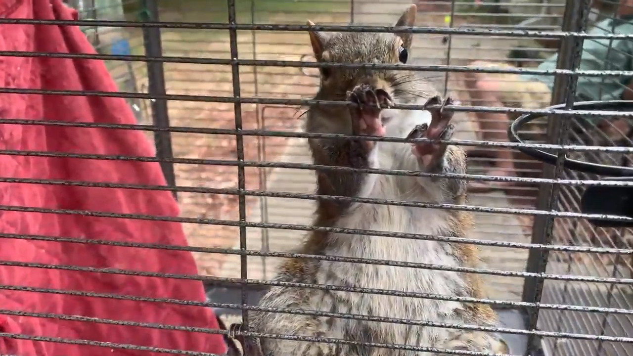 Squirrel rescued during Alabama meth bust