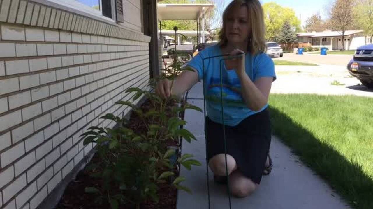 The peonies you plant this year can be enjoyed for generations