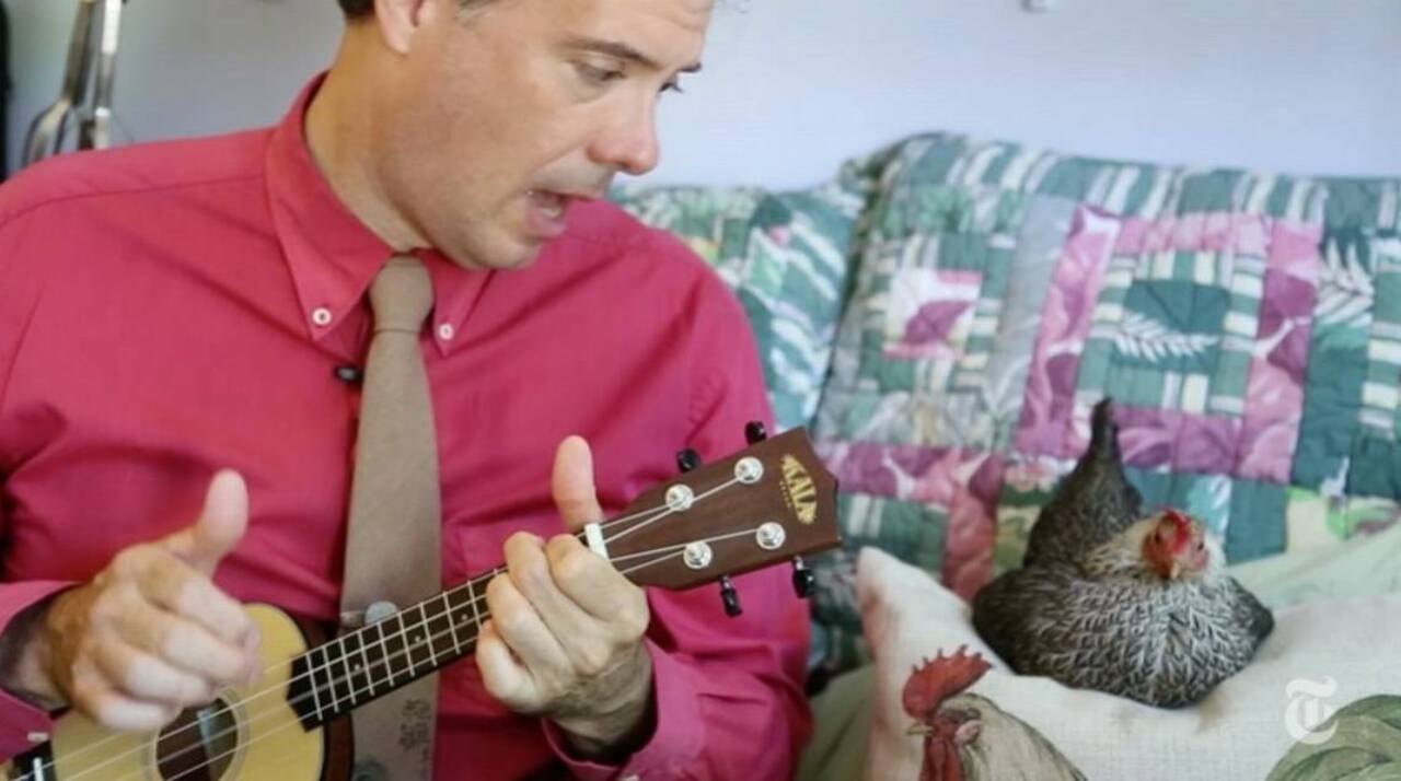 Challenges of City Chickens