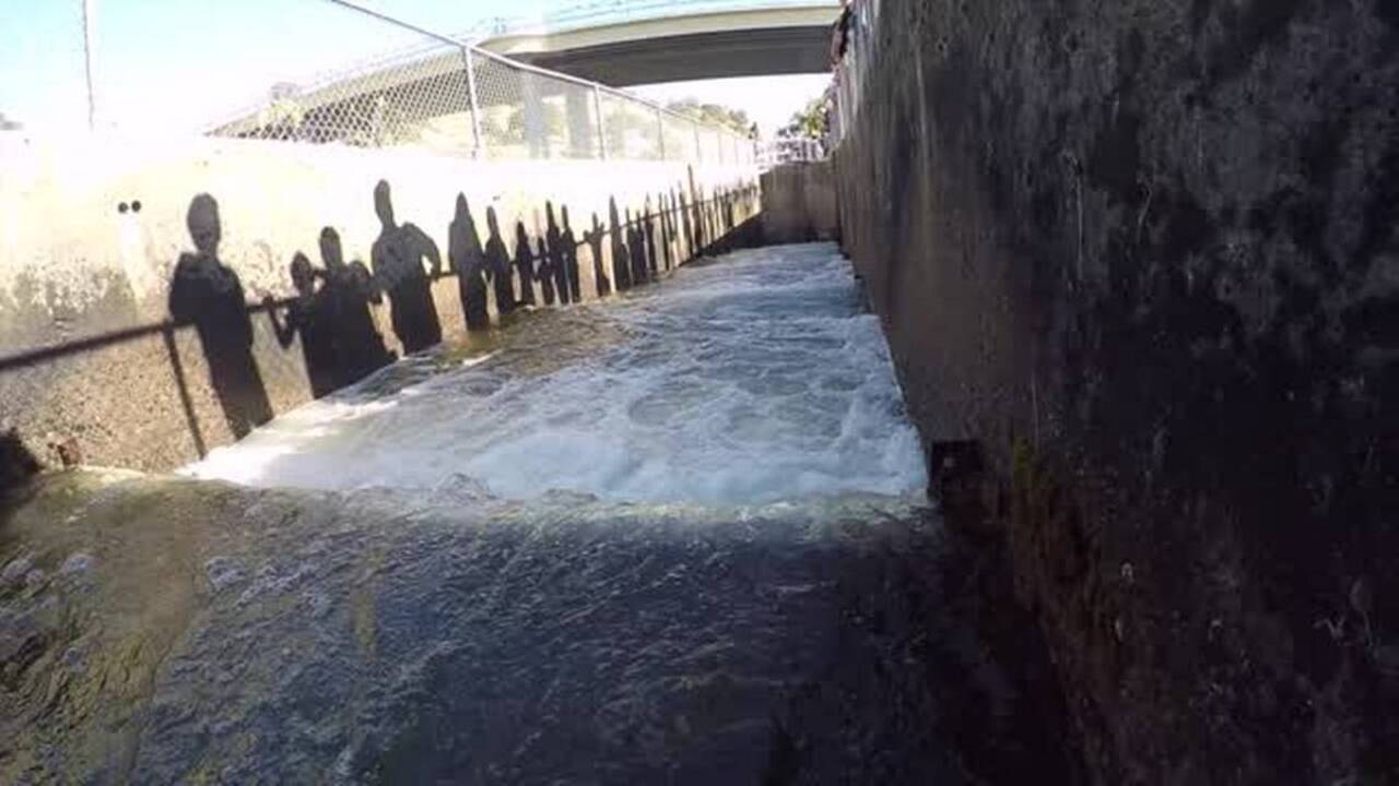 The salmon are jumping up the fish hatchery ladder
