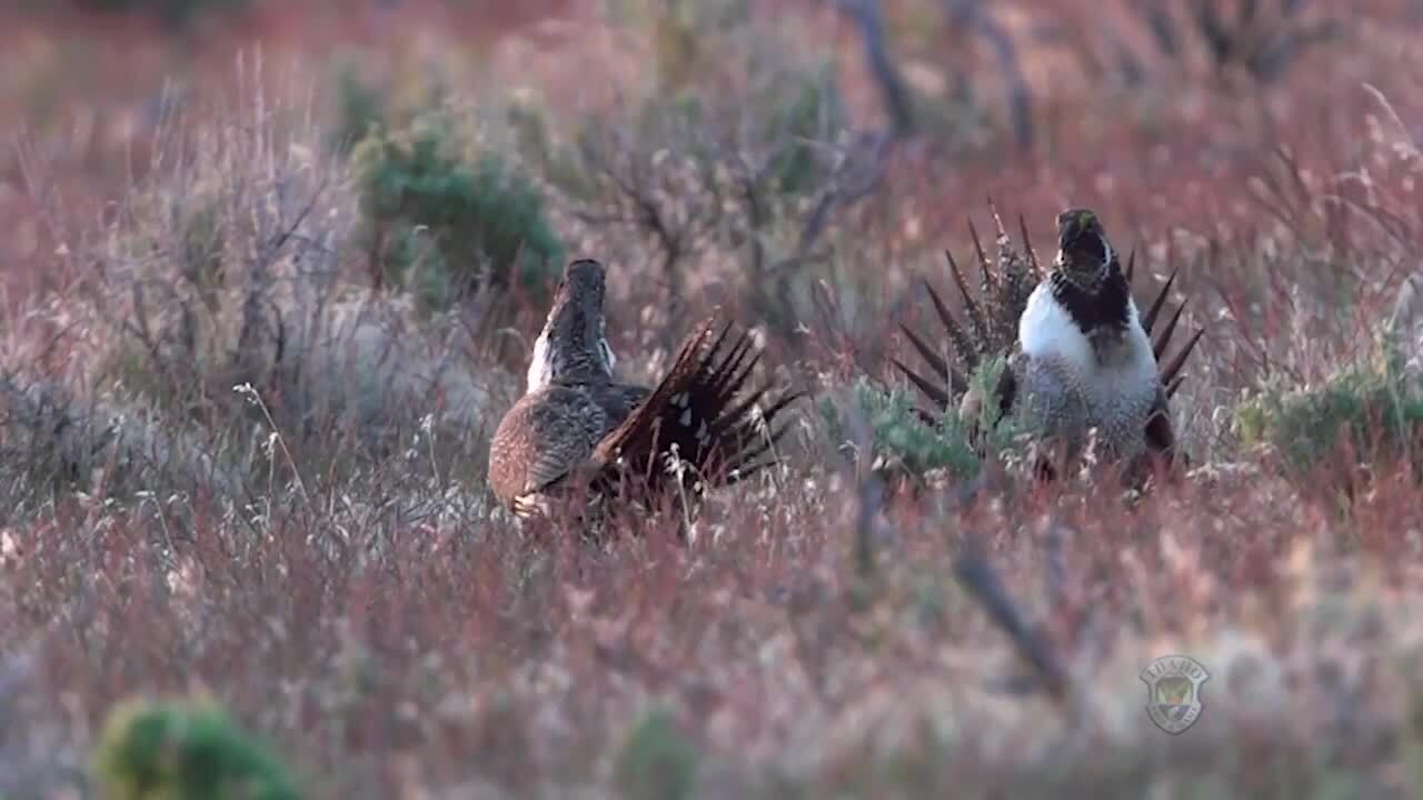 Watch sage grouse strut: 'All they know is I have to dance. I've got to get these girls.'
