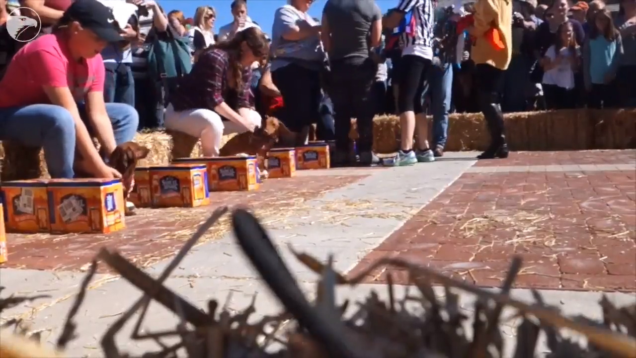 Wiener dog races at Bloktoberfest