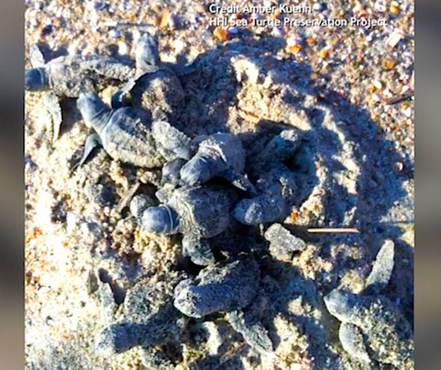 Turtle hatchlings hatching ... in the daylight