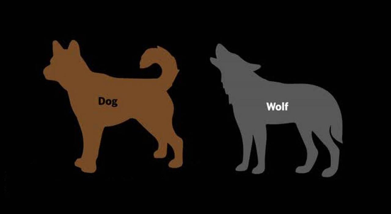 How to tell a wolf from a dog (or coyote)