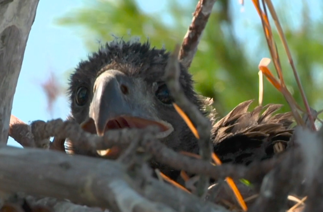 Lowcountry naturalist has a passion for our animals. And now an Emmy, too