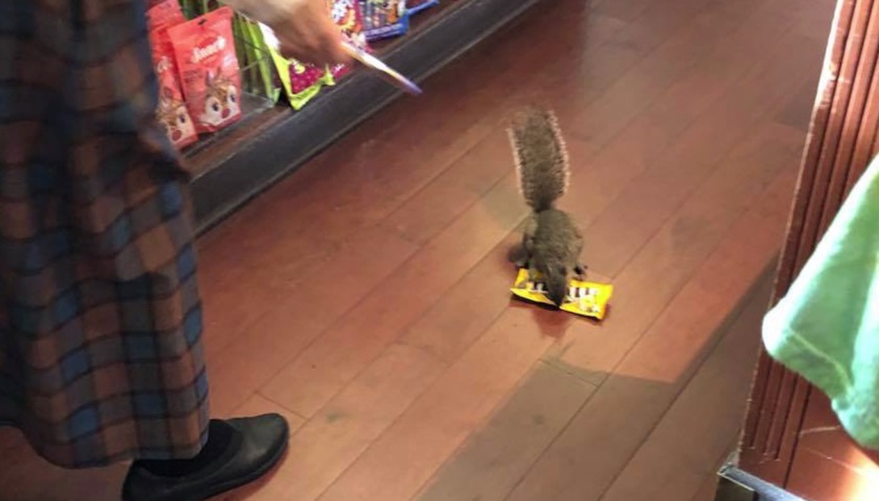 Shoplifting squirrel steals peanut M&Ms from a Disney store at Magic Kingdom