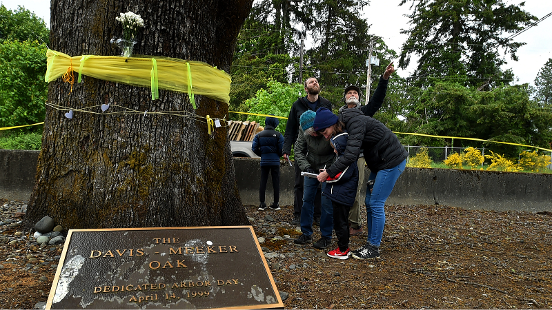 Tumwater mayor pauses plan to cut down historic Davis-Meeker oak tree. Here’s why