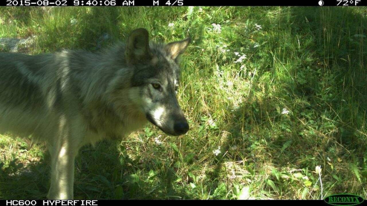 Wolves in our Foothills, more elk in our forests, 23 years after predator’s return