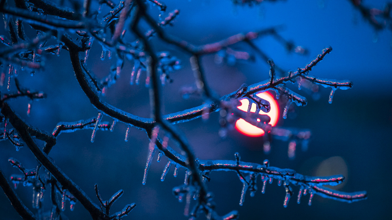 Slideshow: Ice, sleet and snow freeze Lexington’s roads, trees and more