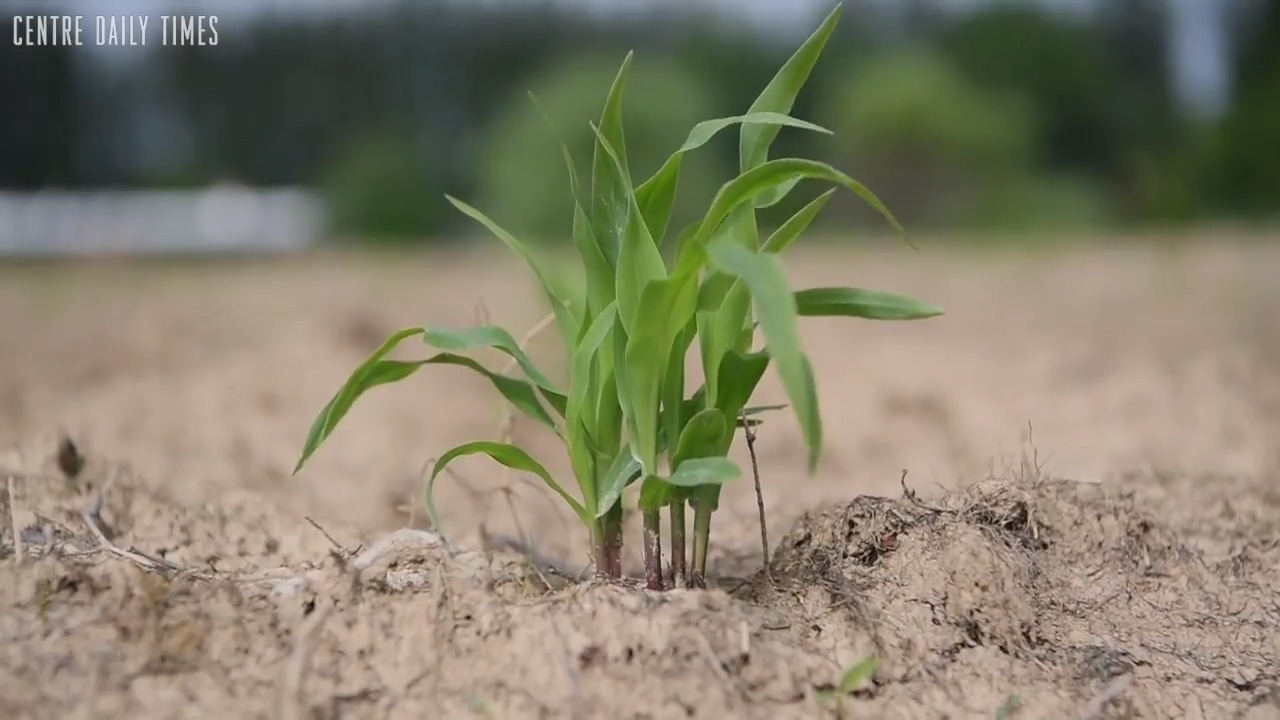 In wet summer weather, watch out for plant disease