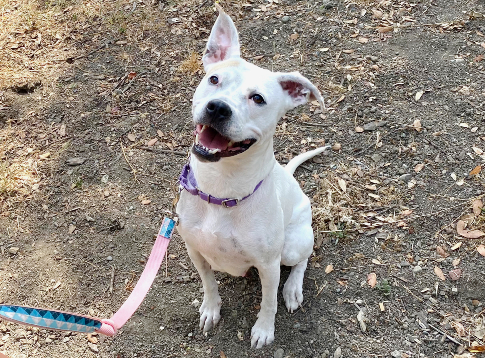 Pet Tales: Princess the playful boxer mix needs a new home