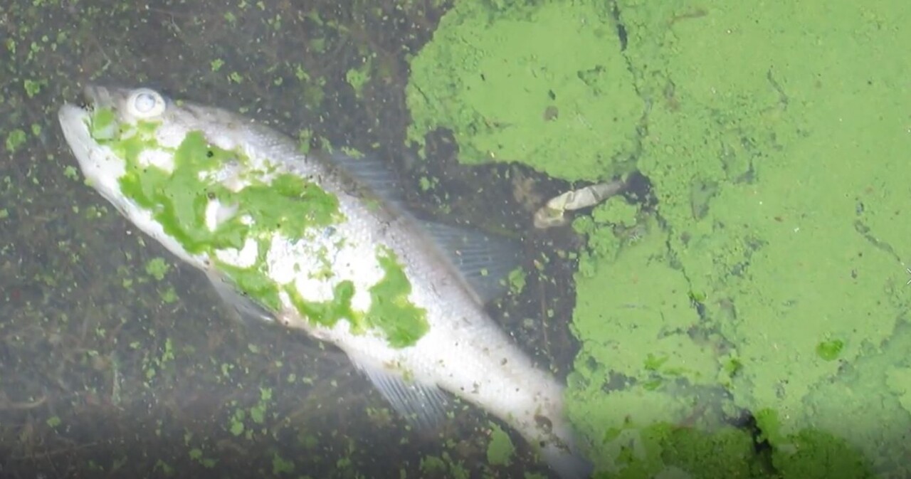 Algal blooms explained by NOAA, Smithsonian