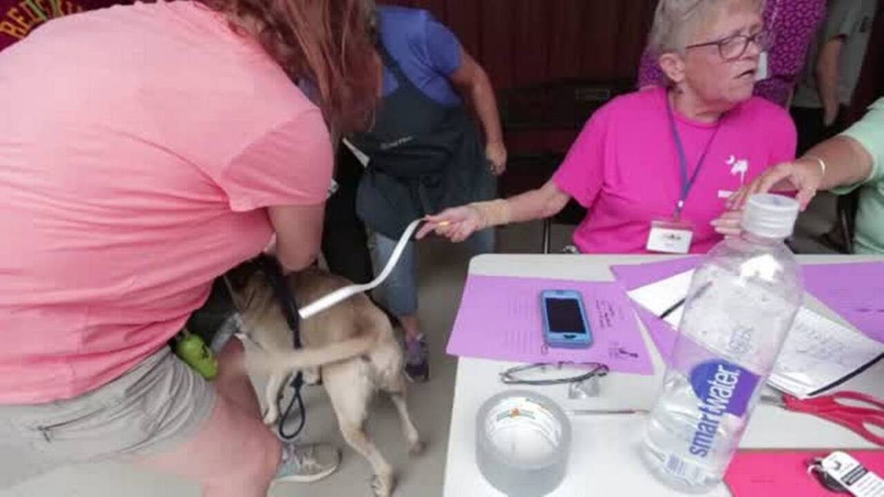 70 dogs rescued from Hurricane Matthew 