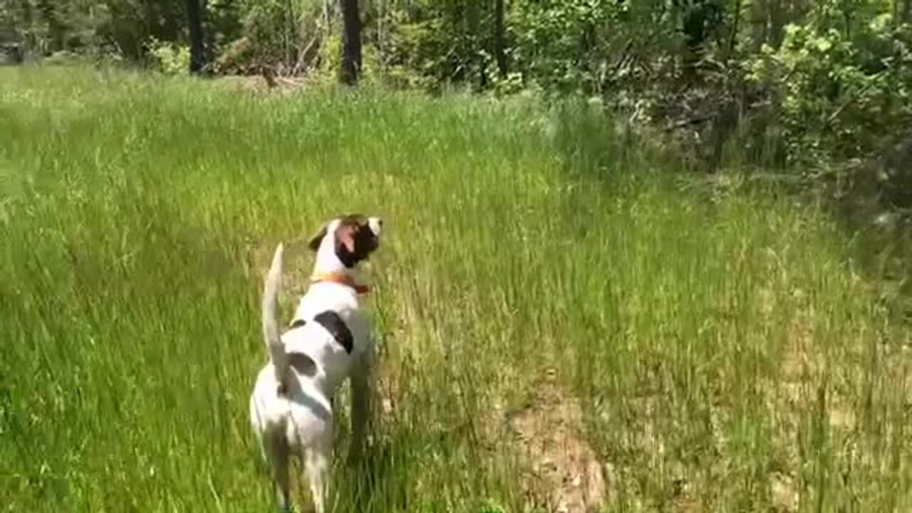 At’a Boy, Roy! The verdict is in on Fort Mill field trial sportsman and his dog.